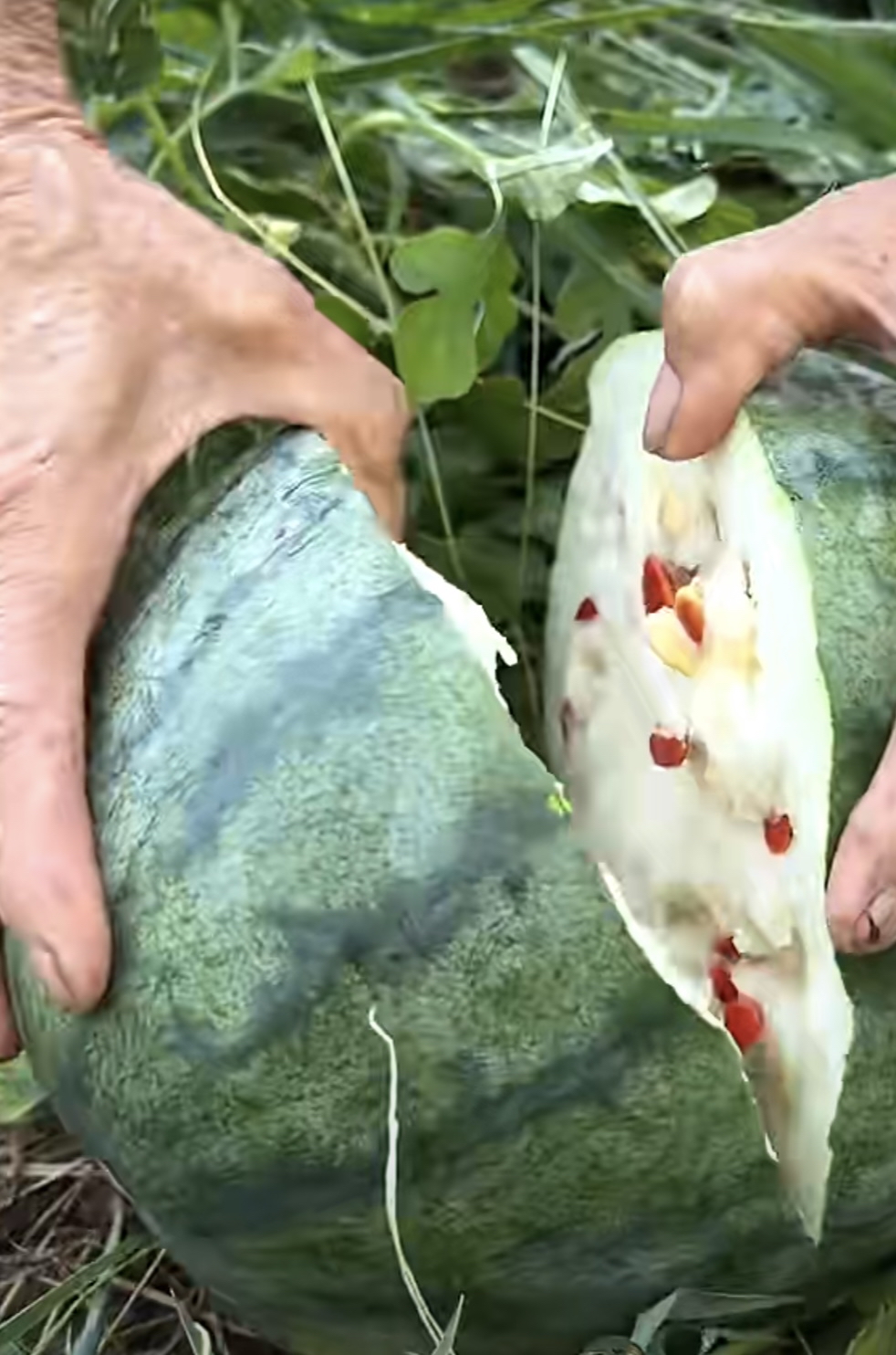 吃瓜的猹(吃瓜的猹是什么意思) 吃瓜的猹(吃瓜的猹是什么意思)