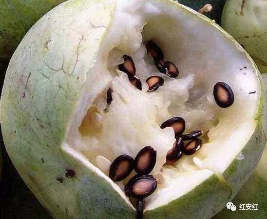 吃瓜烙是哪里的方言(吃瓜这个梗怎么来的) 吃瓜烙是哪里的方言(吃瓜这个梗怎么来的)