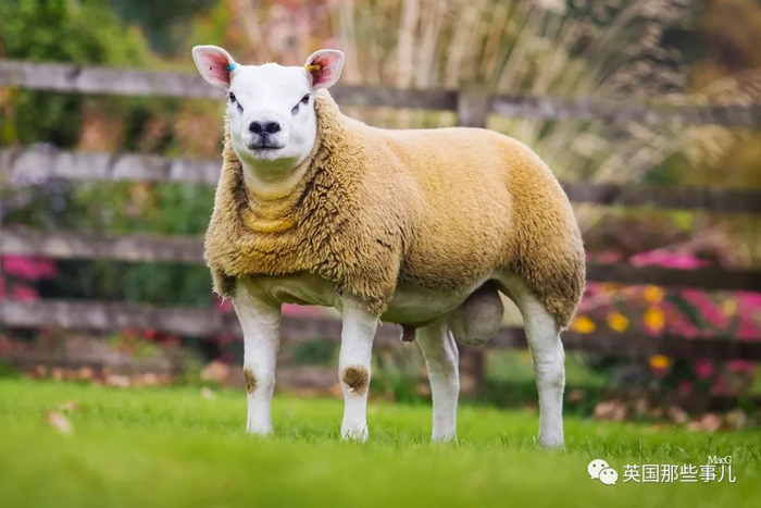反差大赛,羊咩咩(羊咩咩事件视频) 反差大赛,羊咩咩(羊咩咩事件视频)