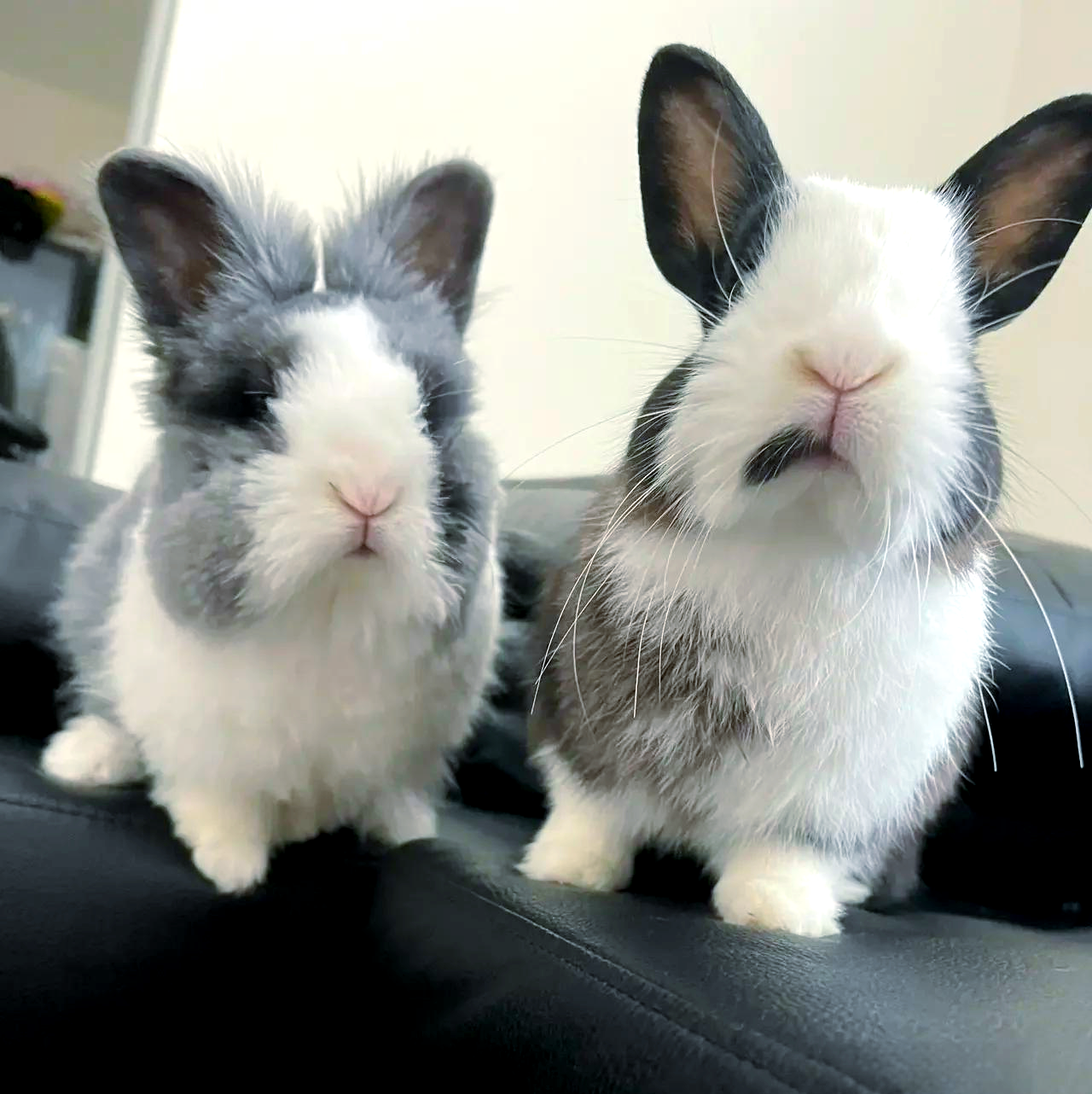 反差大赛兔崽(每日大赛反差大赛51期最创意的反差作品)