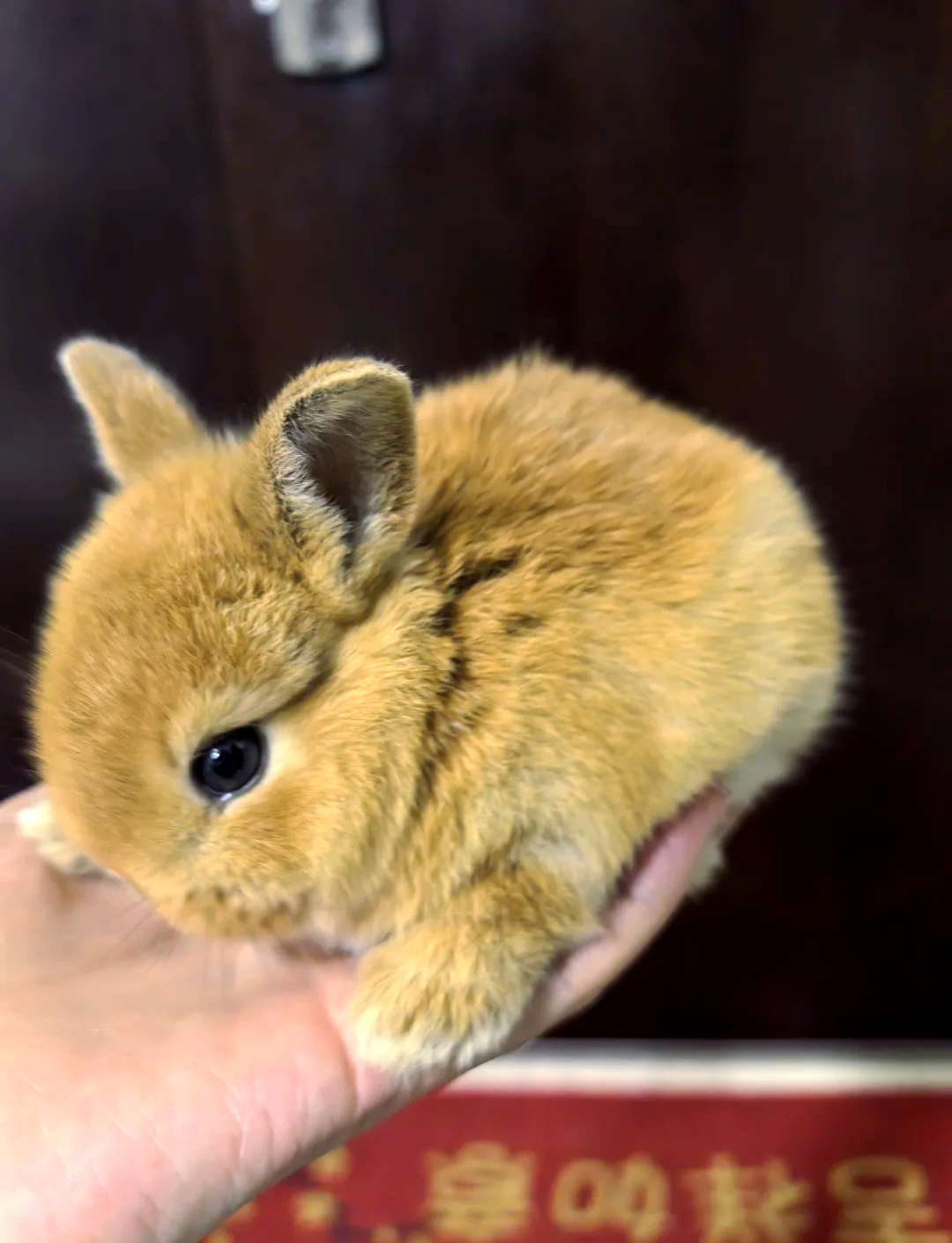 反差大赛兔崽(每日大赛反差大赛51期最创意的反差作品)