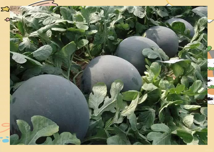 吃瓜盘点(2020吃瓜盘点)