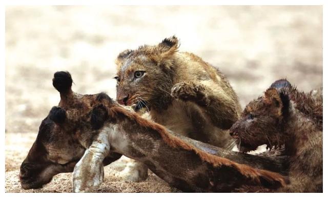 每日大赛校园大赛反差大赛辛巴(每日大赛校园大赛反差大赛最新活动)